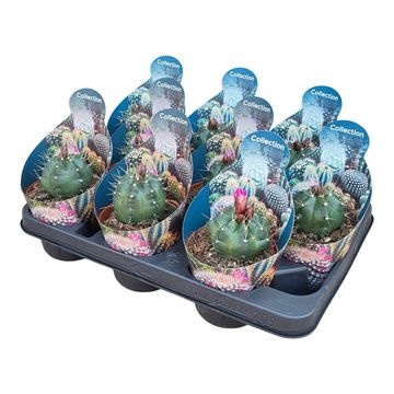 Echinocereus knippelianus