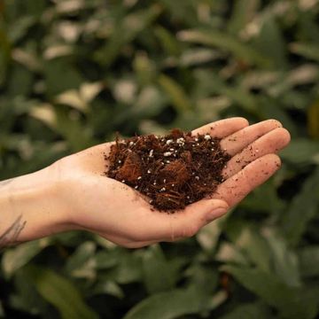 Substrates AROID MIX