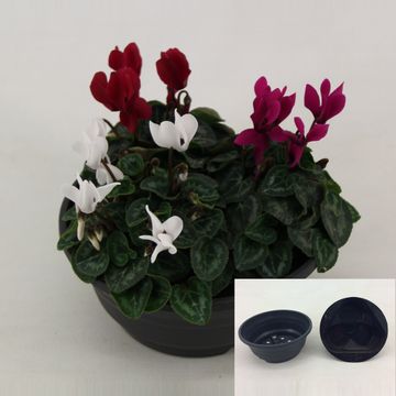 Cyclamen SUPER SERIE VERANO MIX