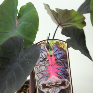 Colocasia 'Redemption'