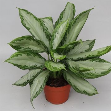 Aglaonema 'Silver Bay'