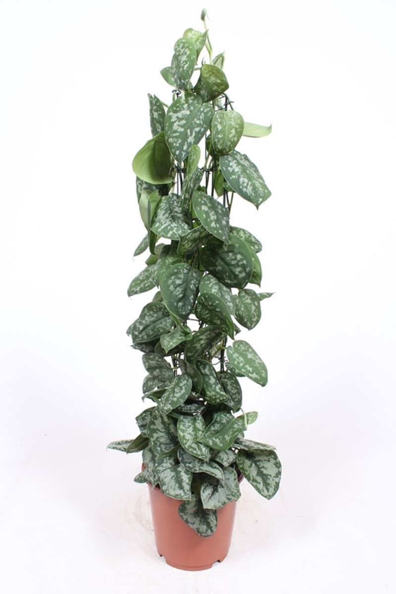 Scindapsus pictus 'Trebie' — Plant Wholesale FlorAccess