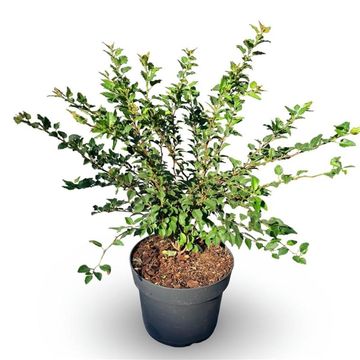 Prunus incisa 'Kojou-no-mai'