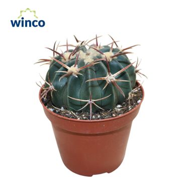 Echinocactus texensis