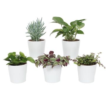 Houseplants MIX