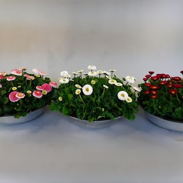 Bellis perennis MIX