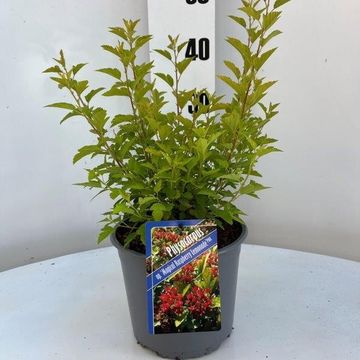 Physocarpus opulifolius RASPBERRY LEMONADE