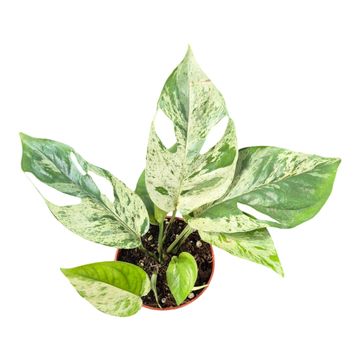 Epipremnum pinnatum 'Marble'
