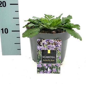 Scabiosa columbaria 'Butterfly Blue'