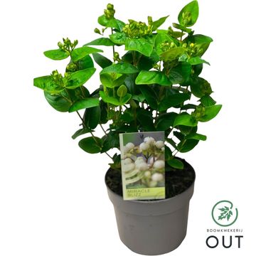 Hypericum MIRACLE BLIZZ