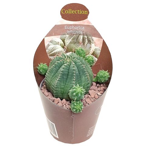 Euphorbia infausta