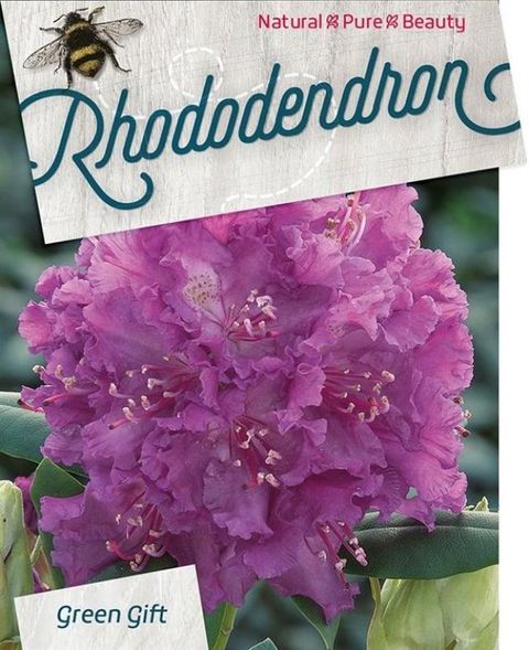 Rhododendron 'Azurro'