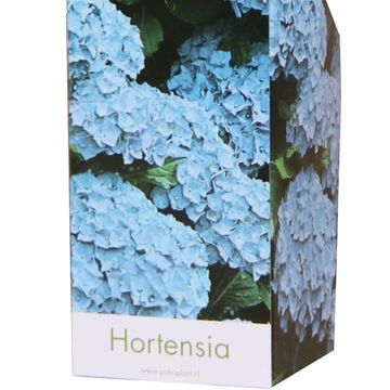 Hydrangea macrophylla EARLY BLUE