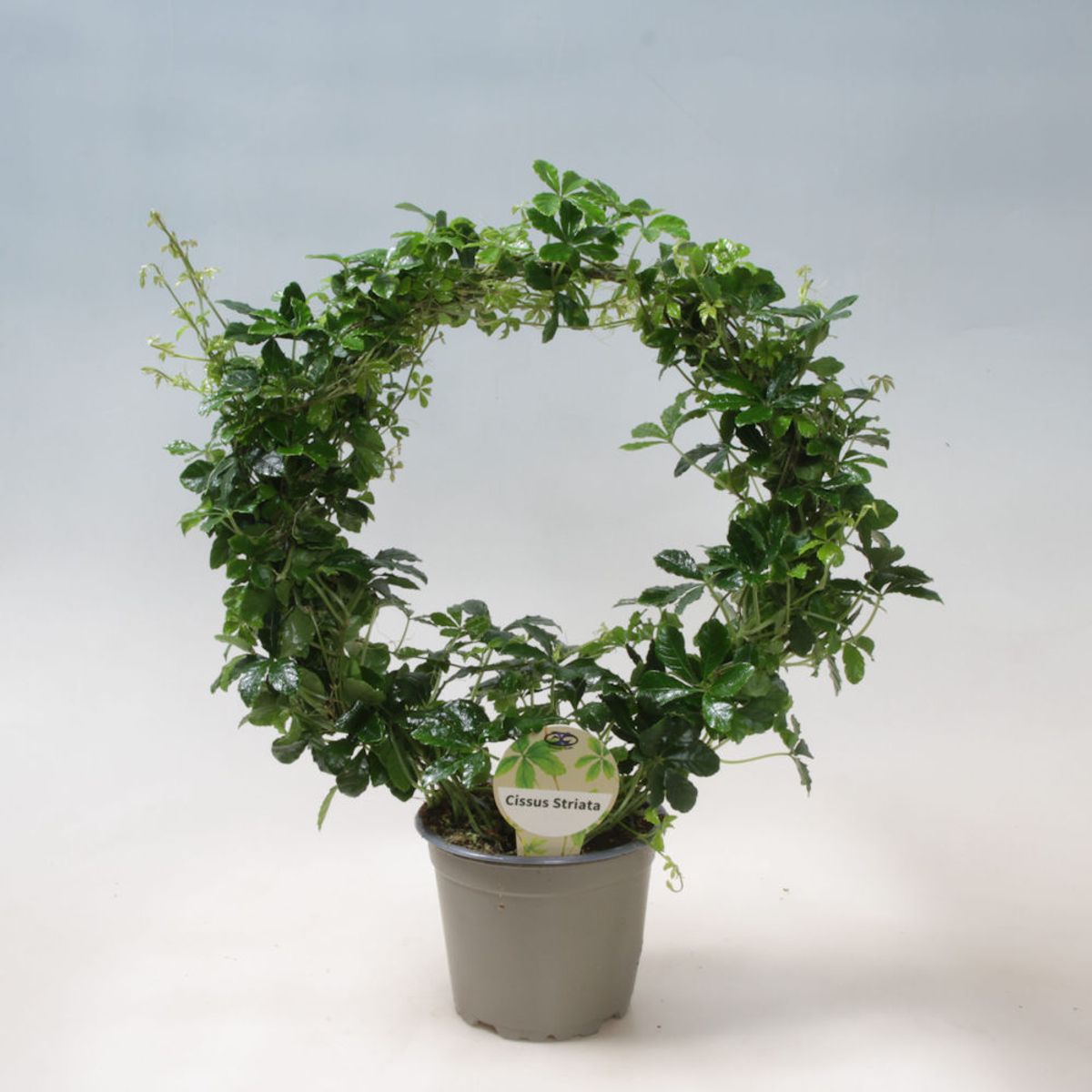 scindapsus moonlight variegata Scindapsus Moonlight Treubii Albo Variegated – Greenroom Planter