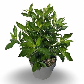 Clethra alnifolia 'Hummingbird'