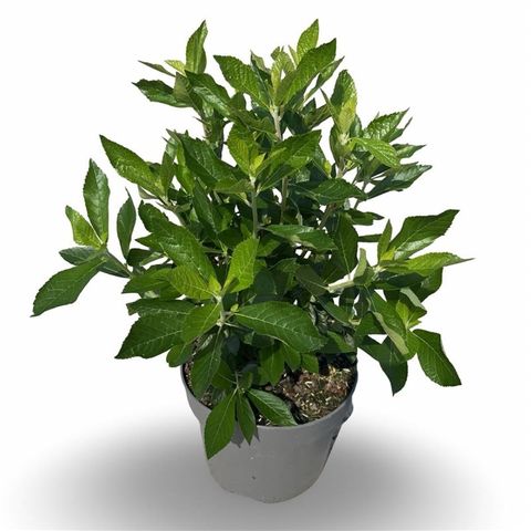 Clethra alnifolia 'Hummingbird'