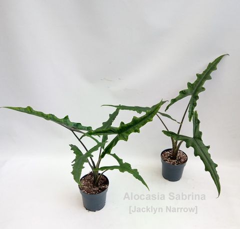 Alocasia SABRINA NARROW