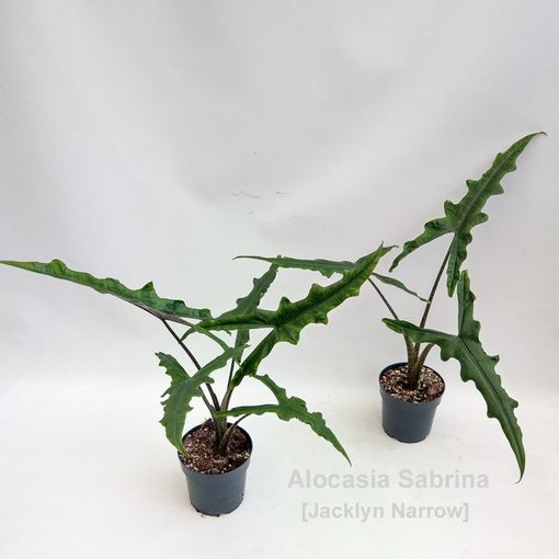 Alocasia SABRINA NARROW