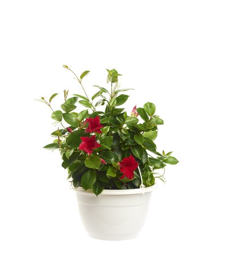 Mandevilla SUNDAVILLE RED