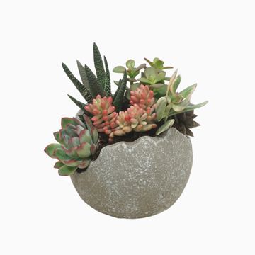 Composizione Succulents