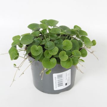 Dichondra argentea 'Silver Falls'