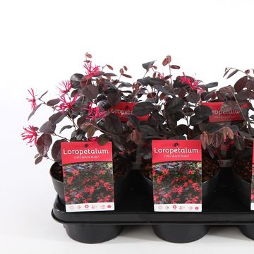 Loropetalum chinense BLACK PEARL