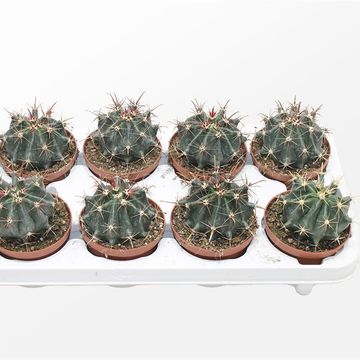 Ferocactus horridus