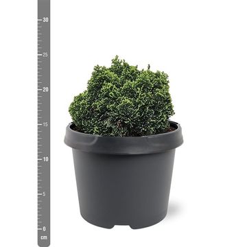 Chamaecyparis obtusa 'Elf'