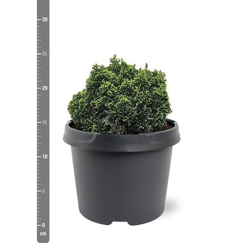 Chamaecyparis obtusa 'Elf'
