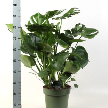 Monstera deliciosa