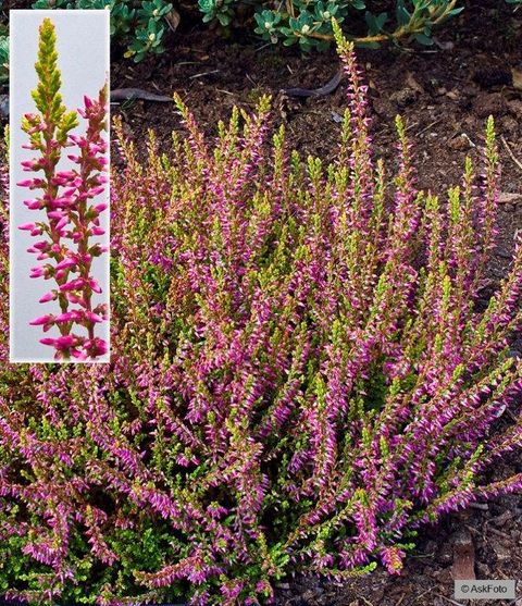 Calluna vulgaris GARDEN GIRLS BONITA