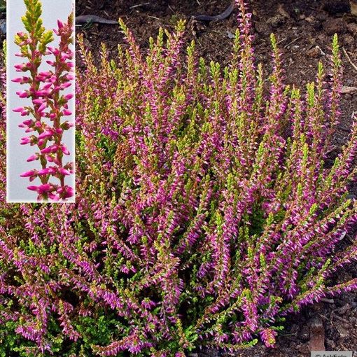 Calluna vulgaris GARDEN GIRLS BONITA