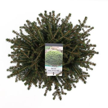 Picea abies 'Nidiformis'