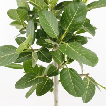Ficus benghalensis 'Petite Audrey'