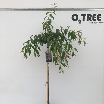 Prunus serrulata 'Kiku-shidare'