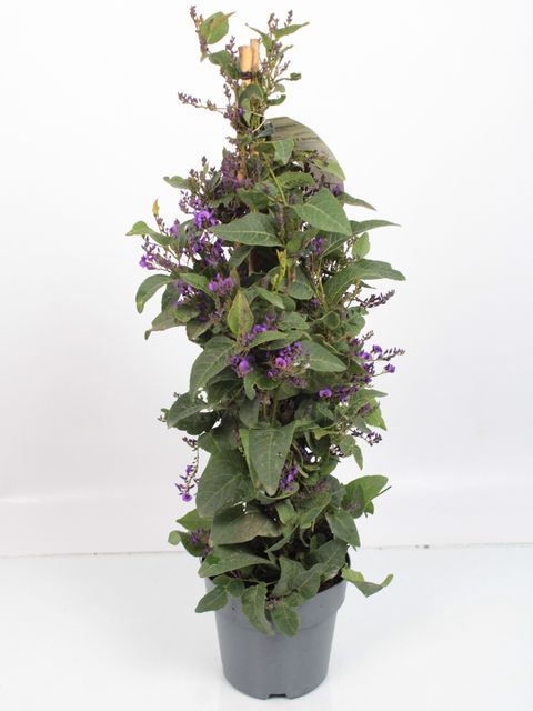 Hardenbergia violacea