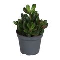 Crassula 'Oasis'