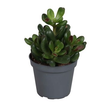 Crassula 'Oasis'