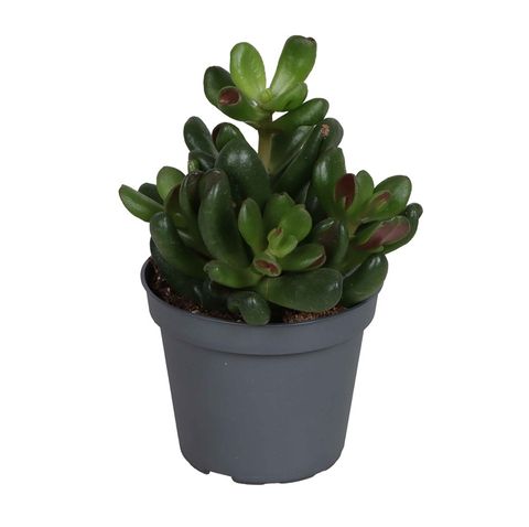 Crassula 'Oasis'