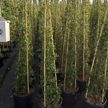 Ceanothus thyrsiflorus 'Skylark'