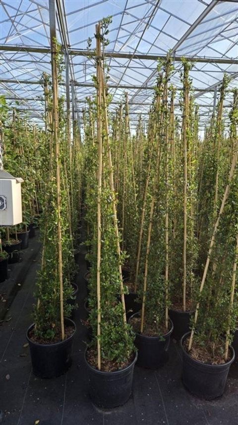 Ceanothus thyrsiflorus 'Skylark'