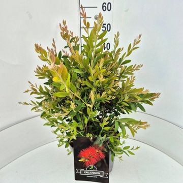 Callistemon rugulosus