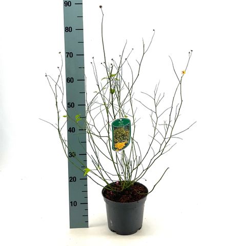 Kerria japonica 'Pleniflora'