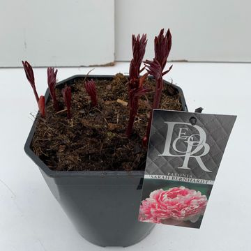 Paeonia 'Sarah Bernhardt'