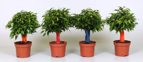Ficus benjamina 'Green Kinky'