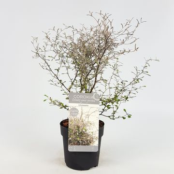 Corokia 'Maori Silver'