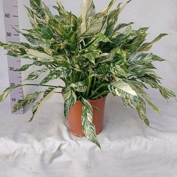 Spathiphyllum DIAMOND