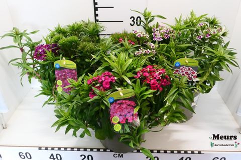 Dianthus barbatus BARBARINI MIX