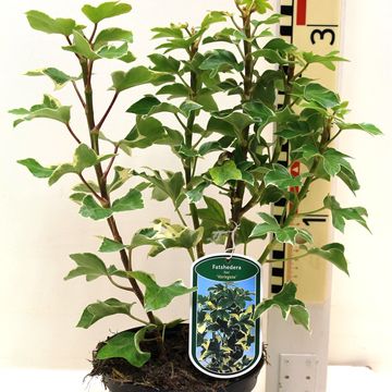 x Fatshedera lizei 'Variegata'
