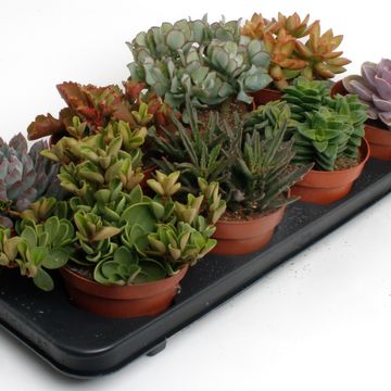 Succulente MIX